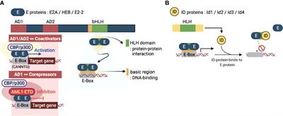 Signaling networks controlling ID and E protein activity in T cell differentiation and function